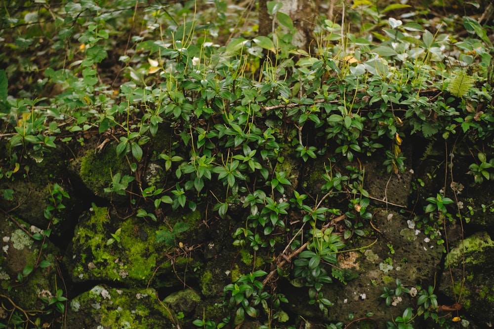 a rock wall covered in lots of green plants