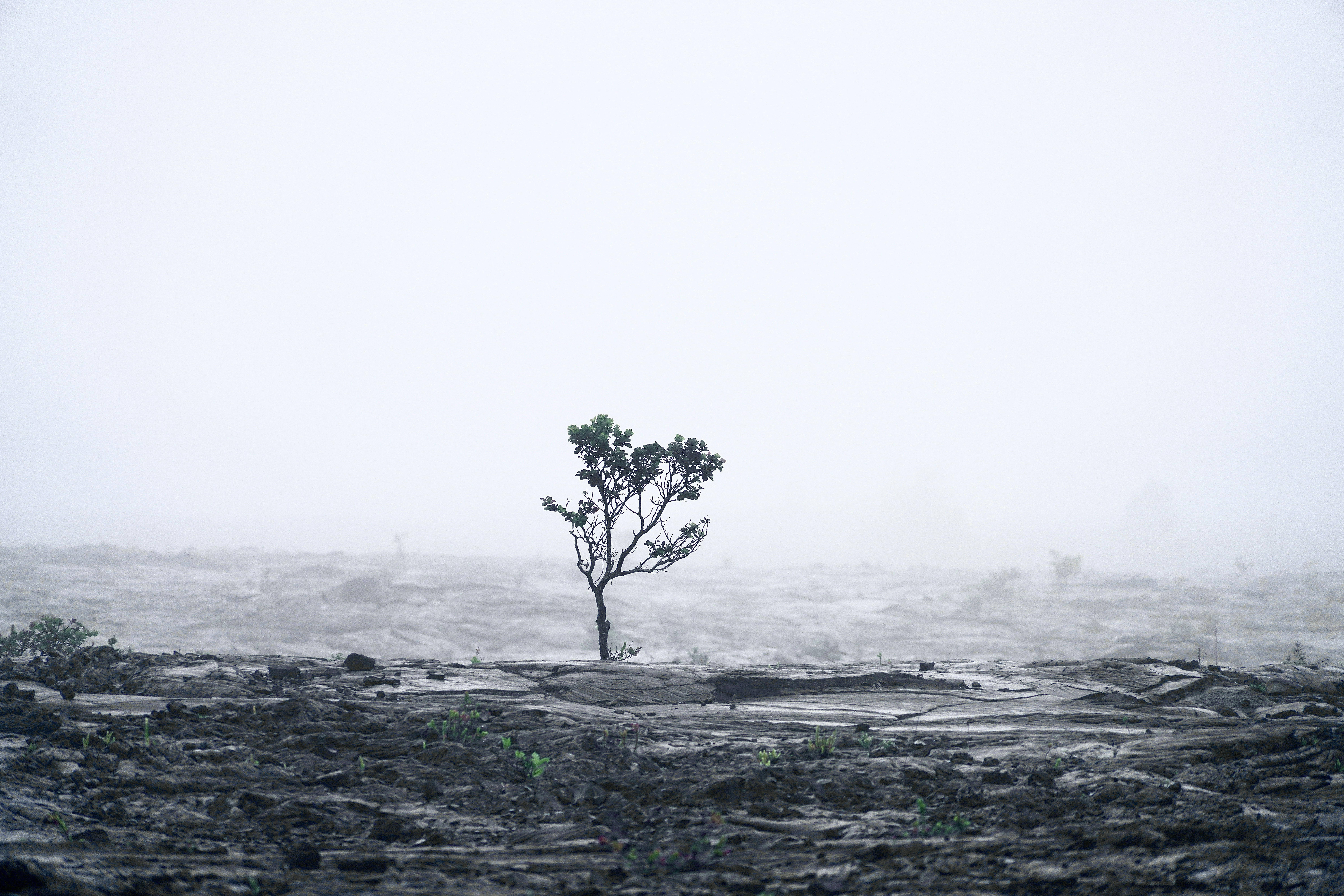 Menumbuhkan pohon muda di batuan beku