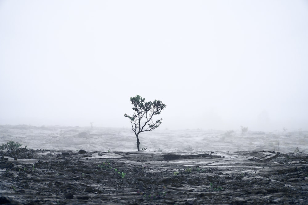 a lone tree in the middle of the ocean