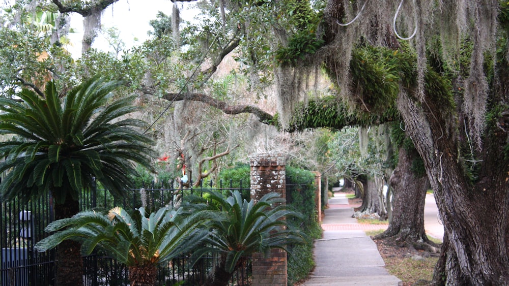 a sidewalk lined with trees covered in spanish moss