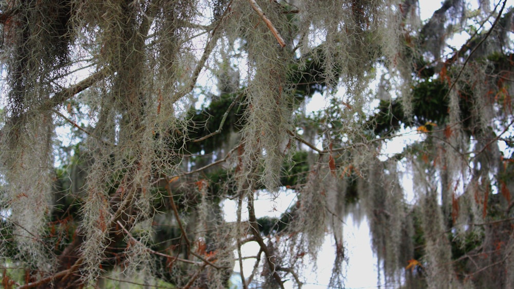 a close up of a tree with moss growing on it