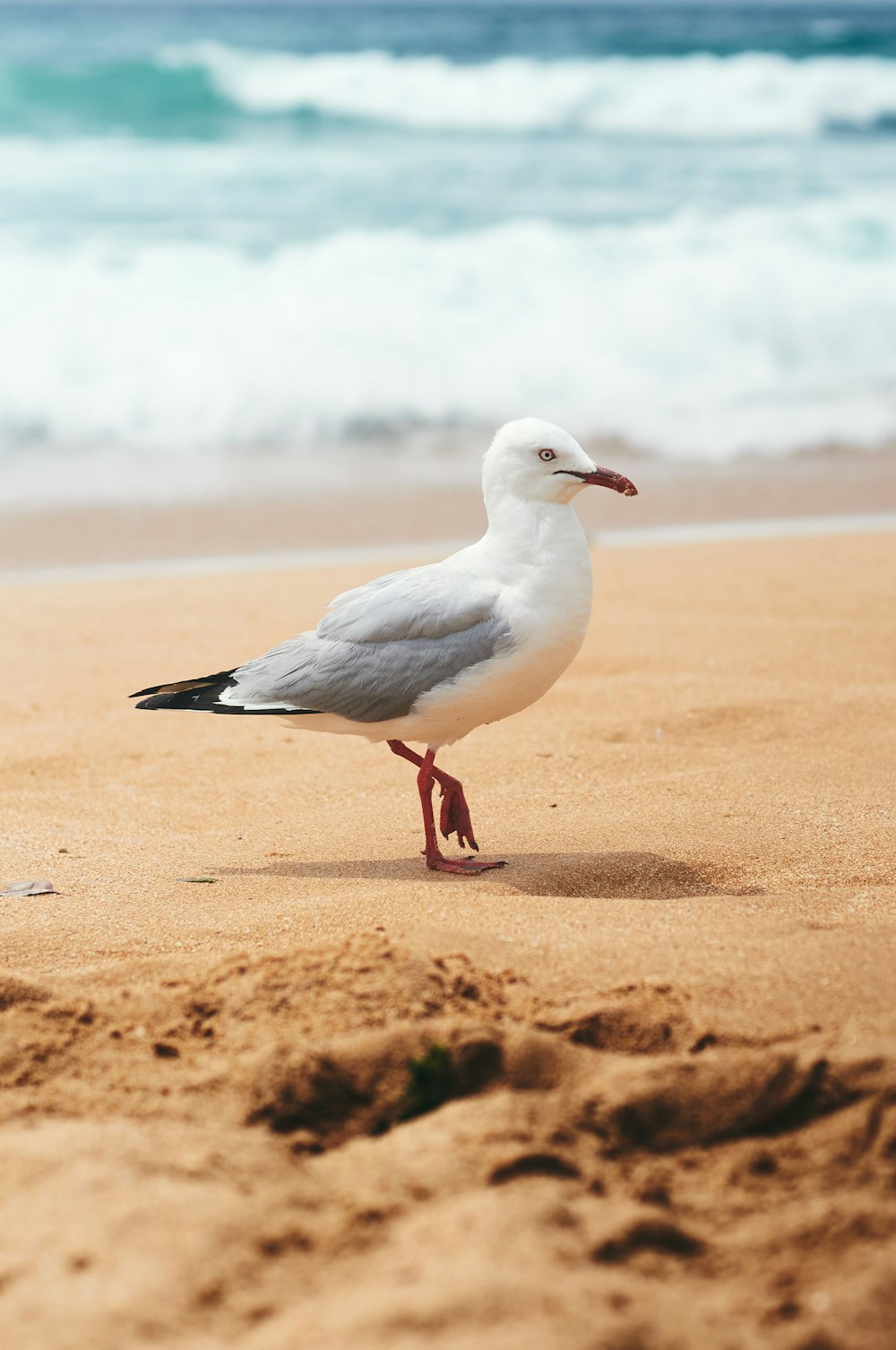 a seagull standing on a sandy beach next to the ocean