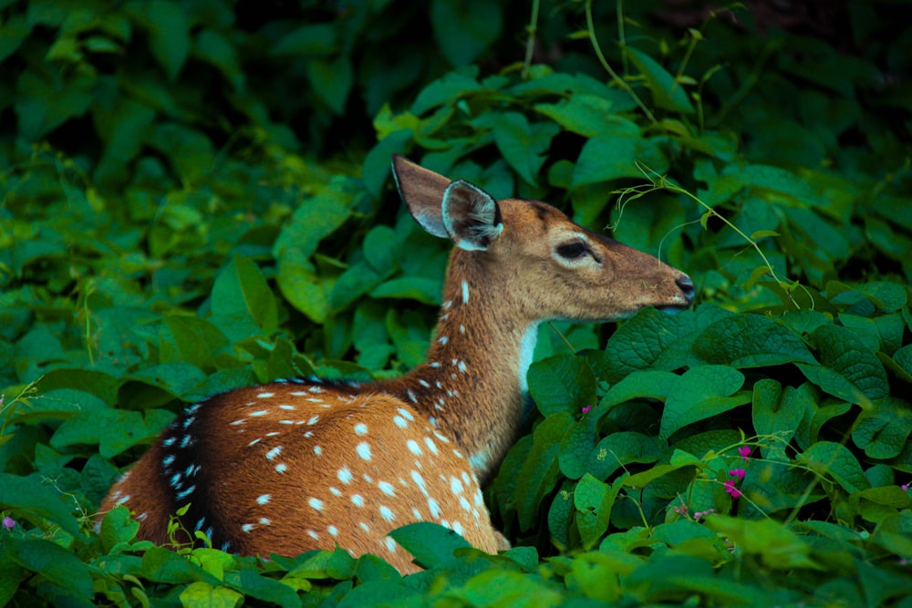 a small deer standing in a lush green forest