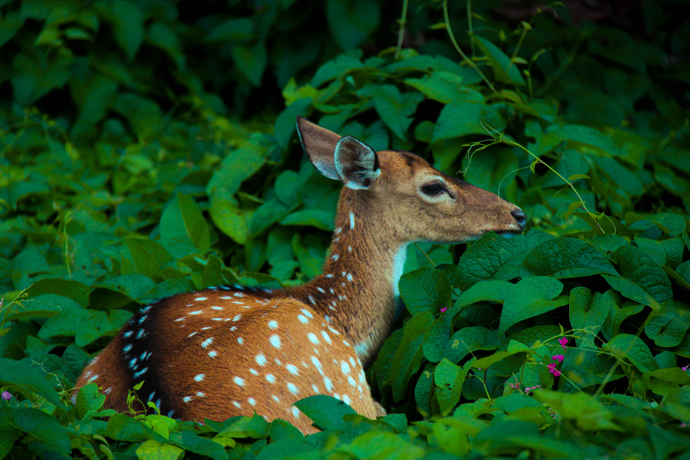 A spotted deer in the forest of a national park