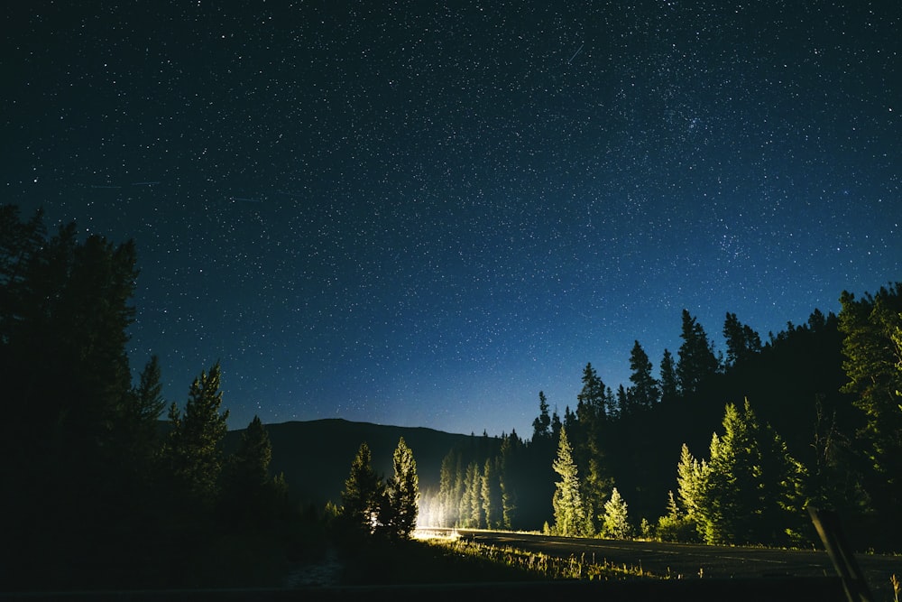 ein Nachthimmel mit Sternen und Bäumen im Vordergrund