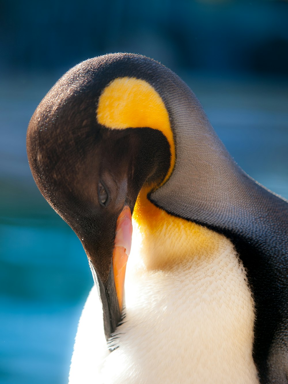 a close up of a penguin with its mouth open