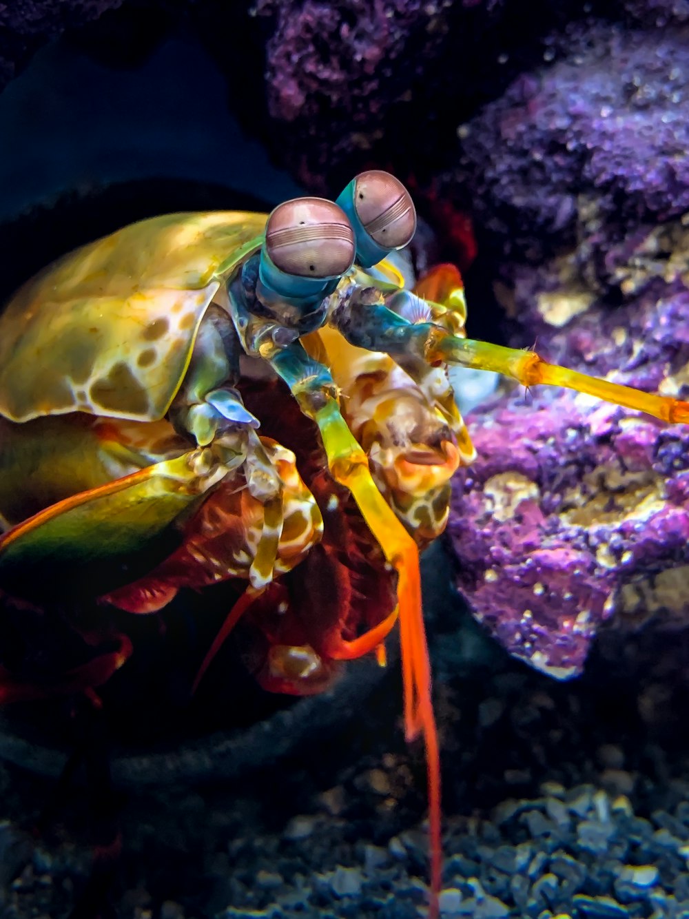 a close up of a jellyfish in an aquarium