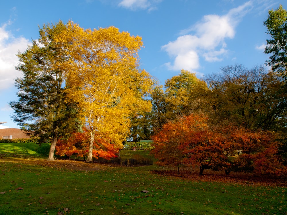 a group of trees with yellow and red leaves
