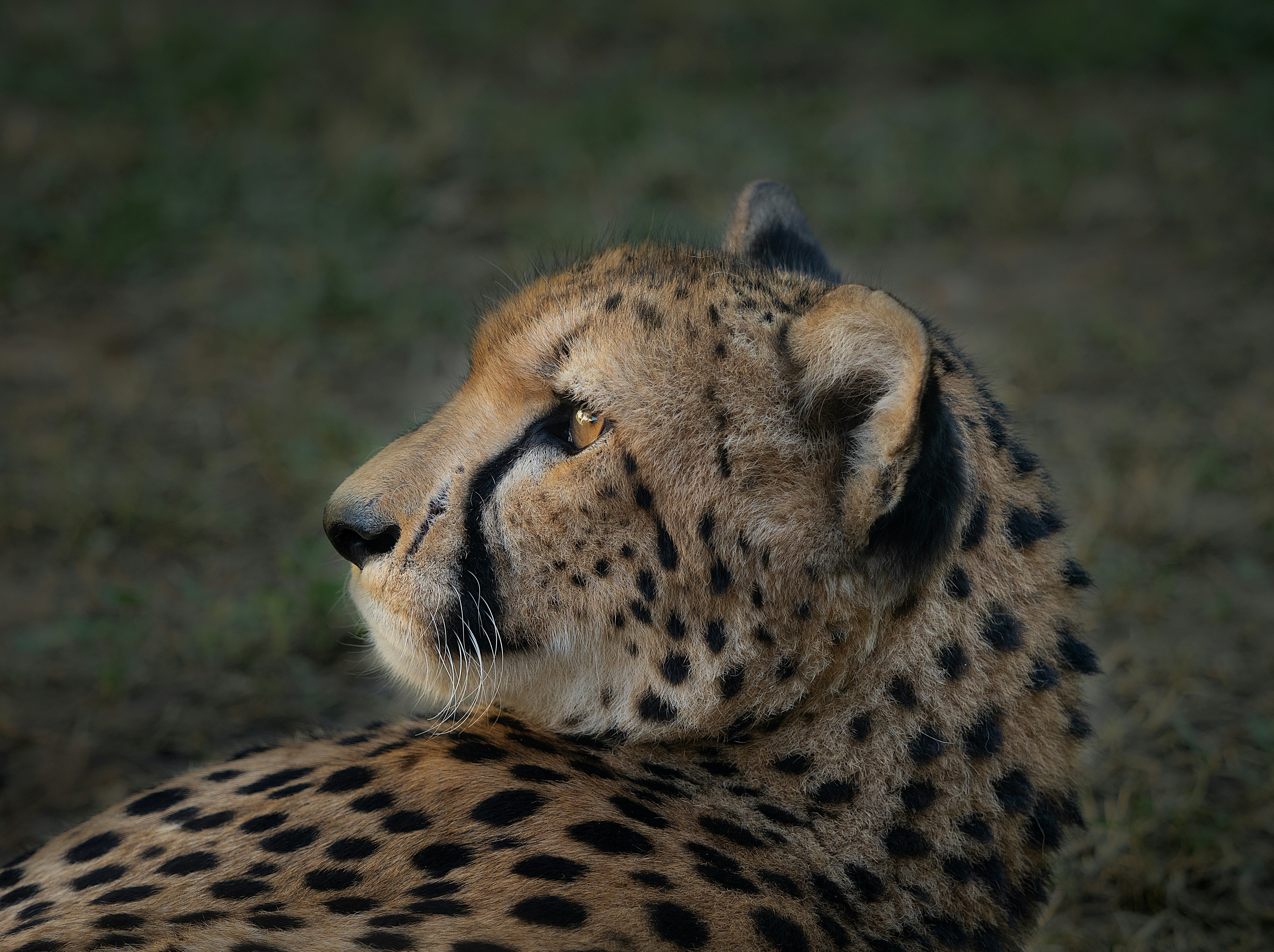 Spots That Tell a Story (image credits: unsplash)