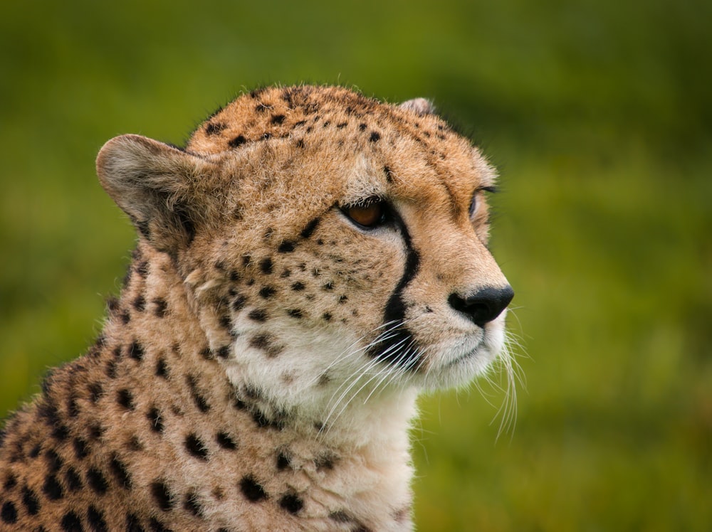 a close up of a cheetah's face with grass in the background