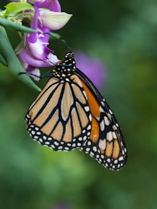 Monarch butterfly resting on a flower, symbolizing hope, transformation, and remembrance.