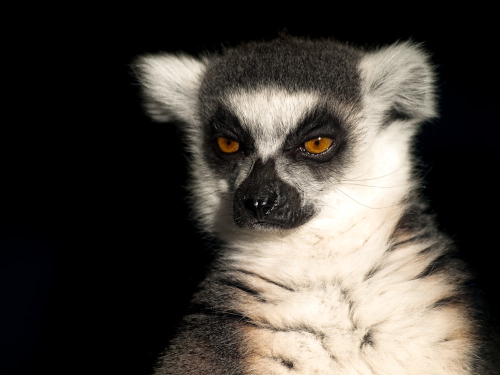 a close up of a small animal on a black background