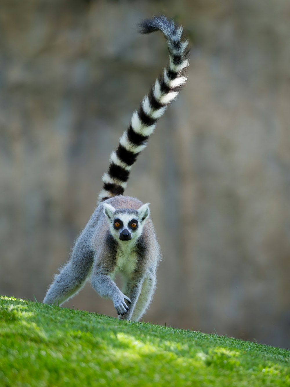 a ring tailed lemur running on a grassy hill