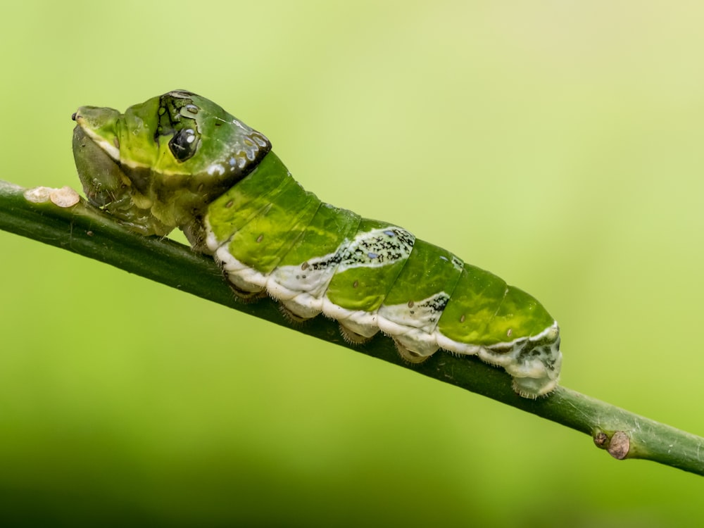 a green and white caterpillar sitting on top of a leaf