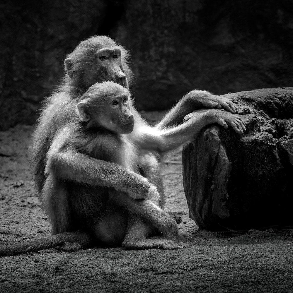 two monkeys sitting on the ground next to a rock