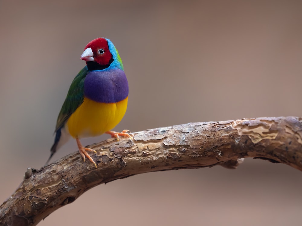 a colorful bird perched on a branch of a tree