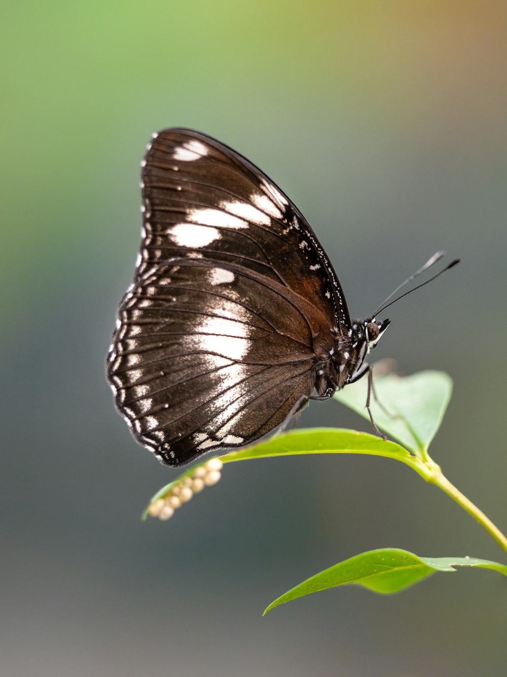 a black and white butterfly sitting on a green leaf