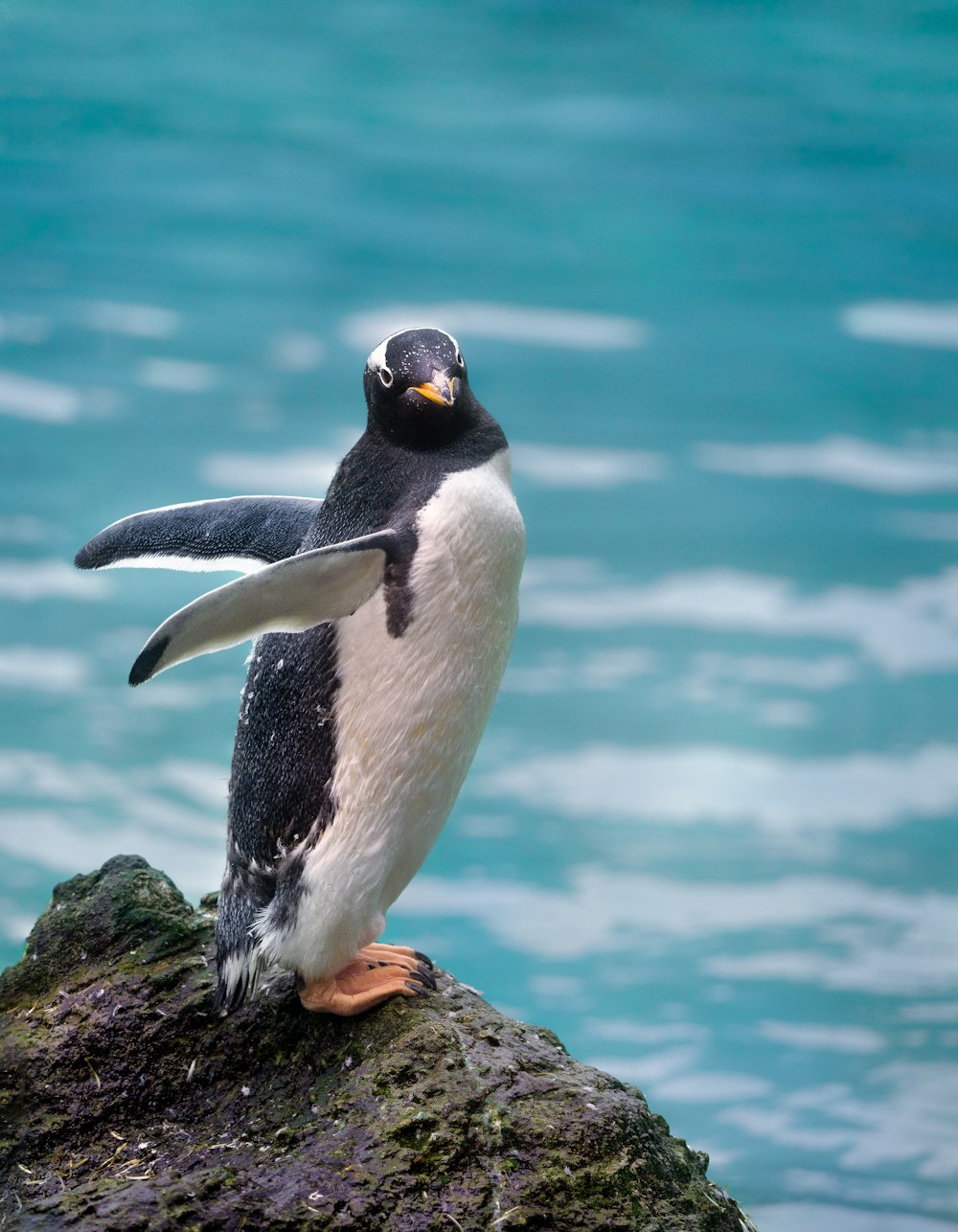 a penguin standing on a rock in the water