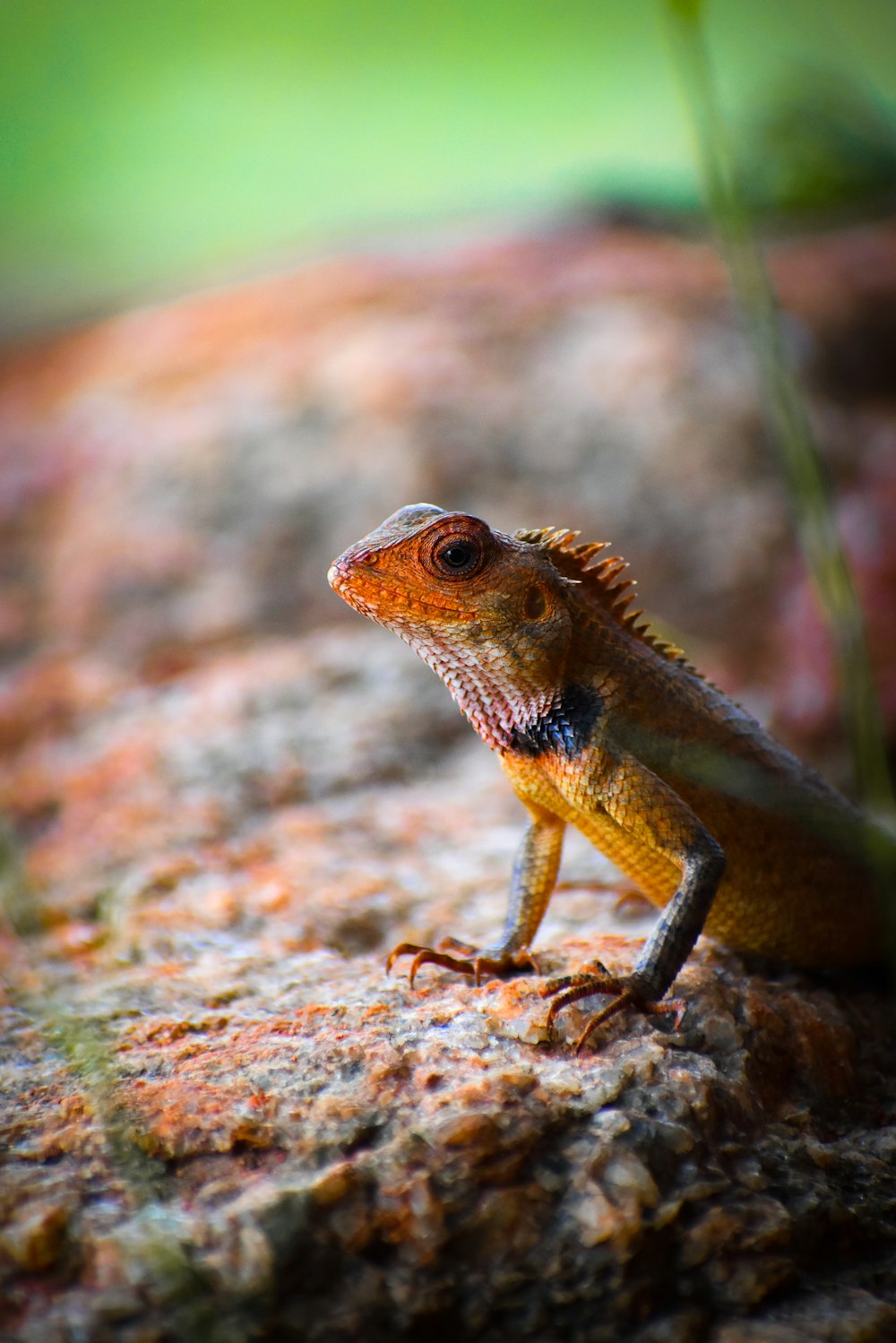 a close up of a lizard on a rock