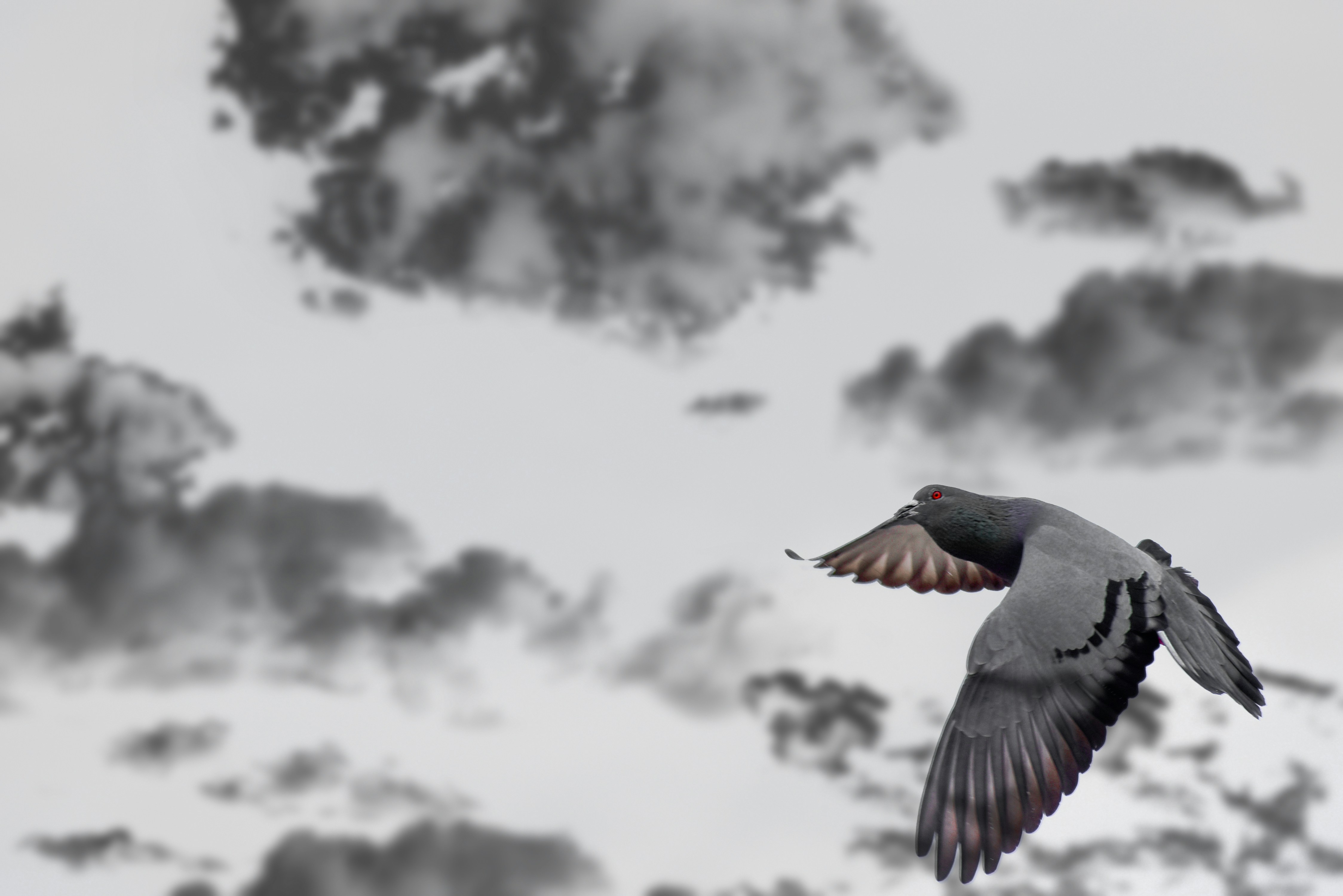 Un pájaro volando en el cielo con nubes en el fondo foto – Imagen de Pájaro  gratuita en Unsplash, image size:3000x2002