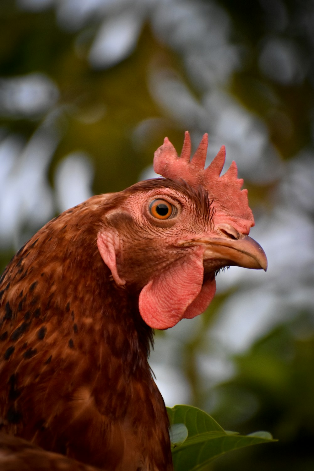 a close up of a rooster with a tree in the background