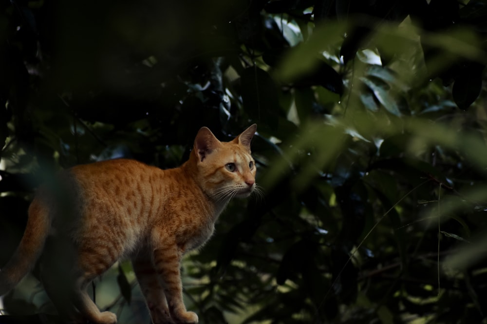 a cat standing on top of a tree branch