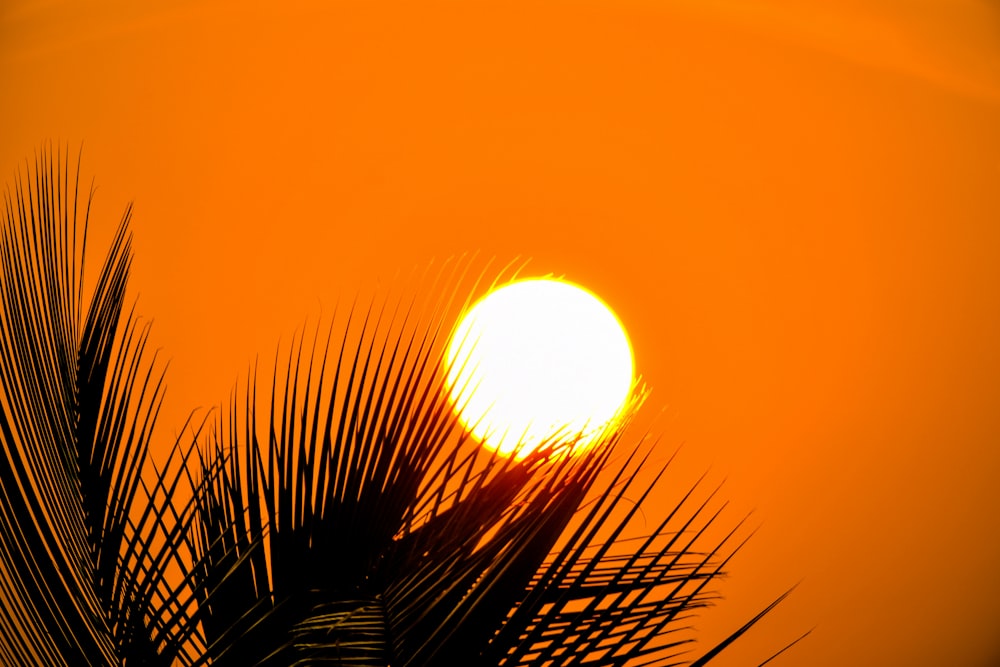 the sun is setting behind a palm tree