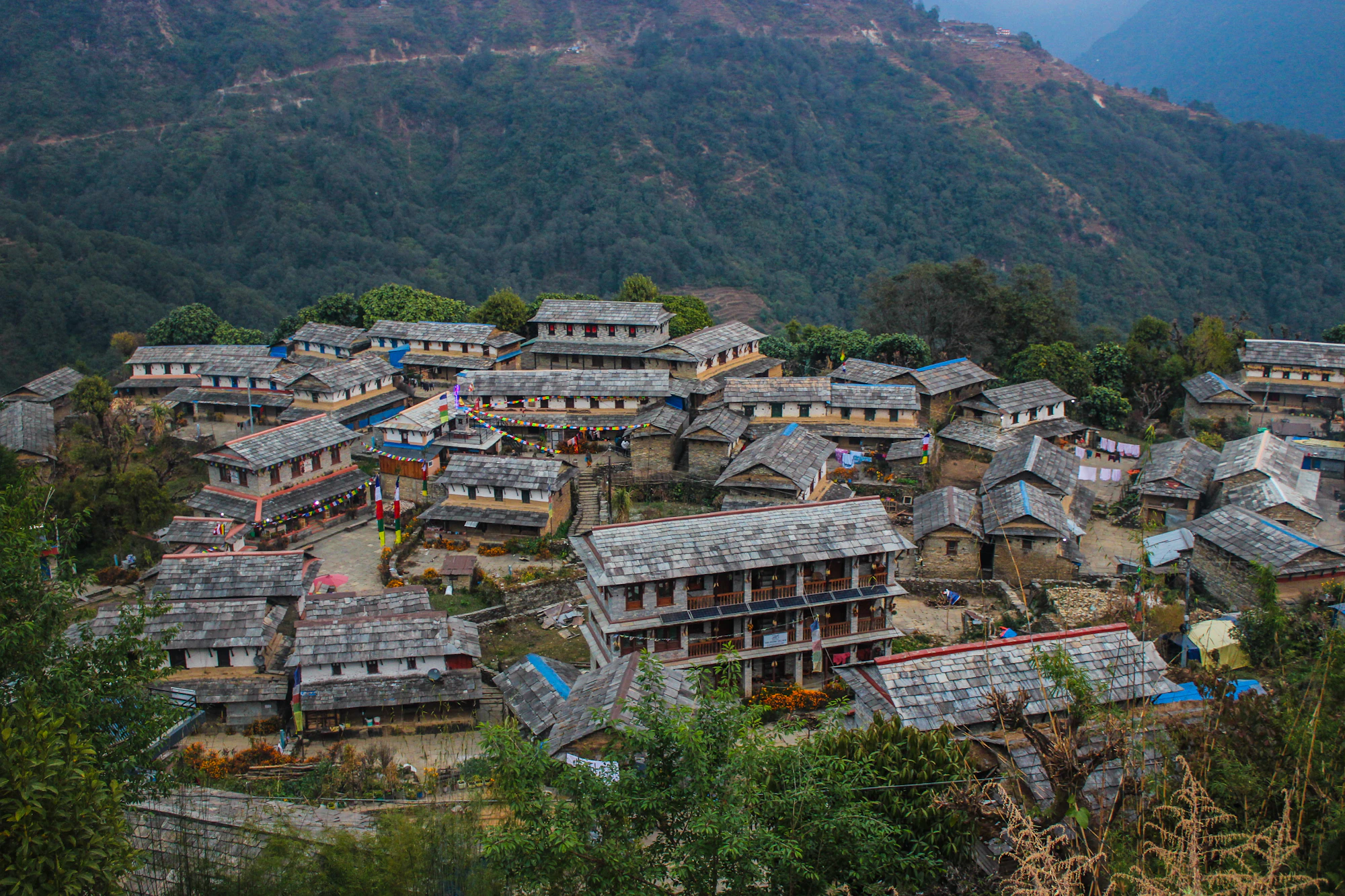 Stone-roofed Gurung houses of Ghandruk village clustered on a forested hillside in the Annapurna region, Nepal