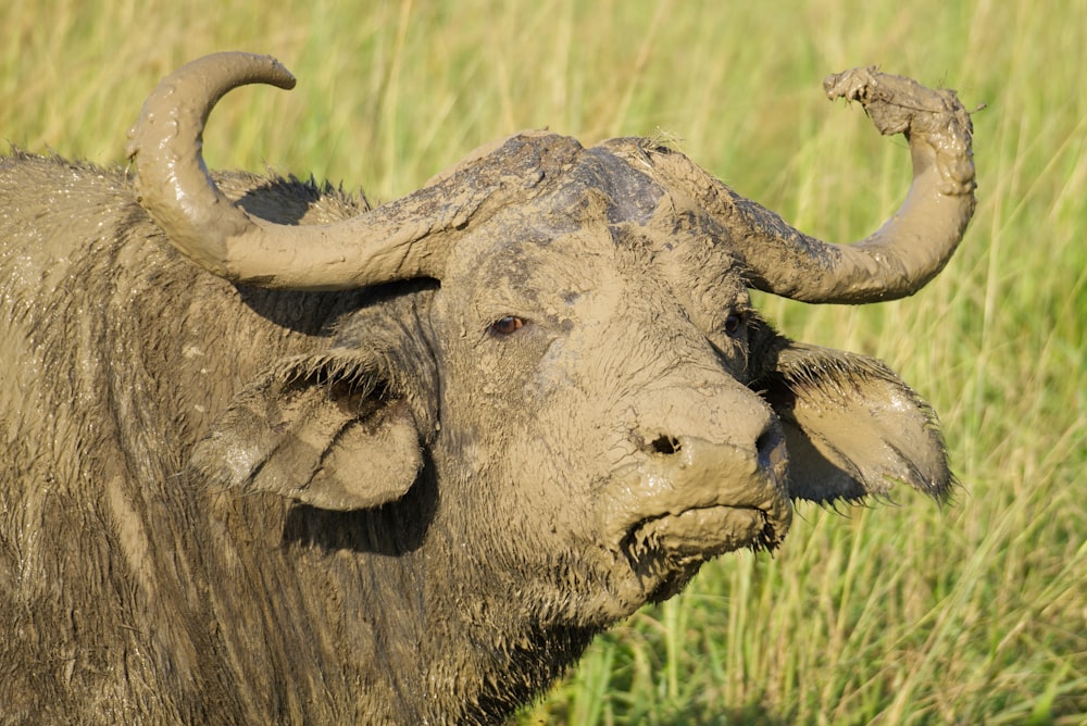 a close up of a bull in a field of grass