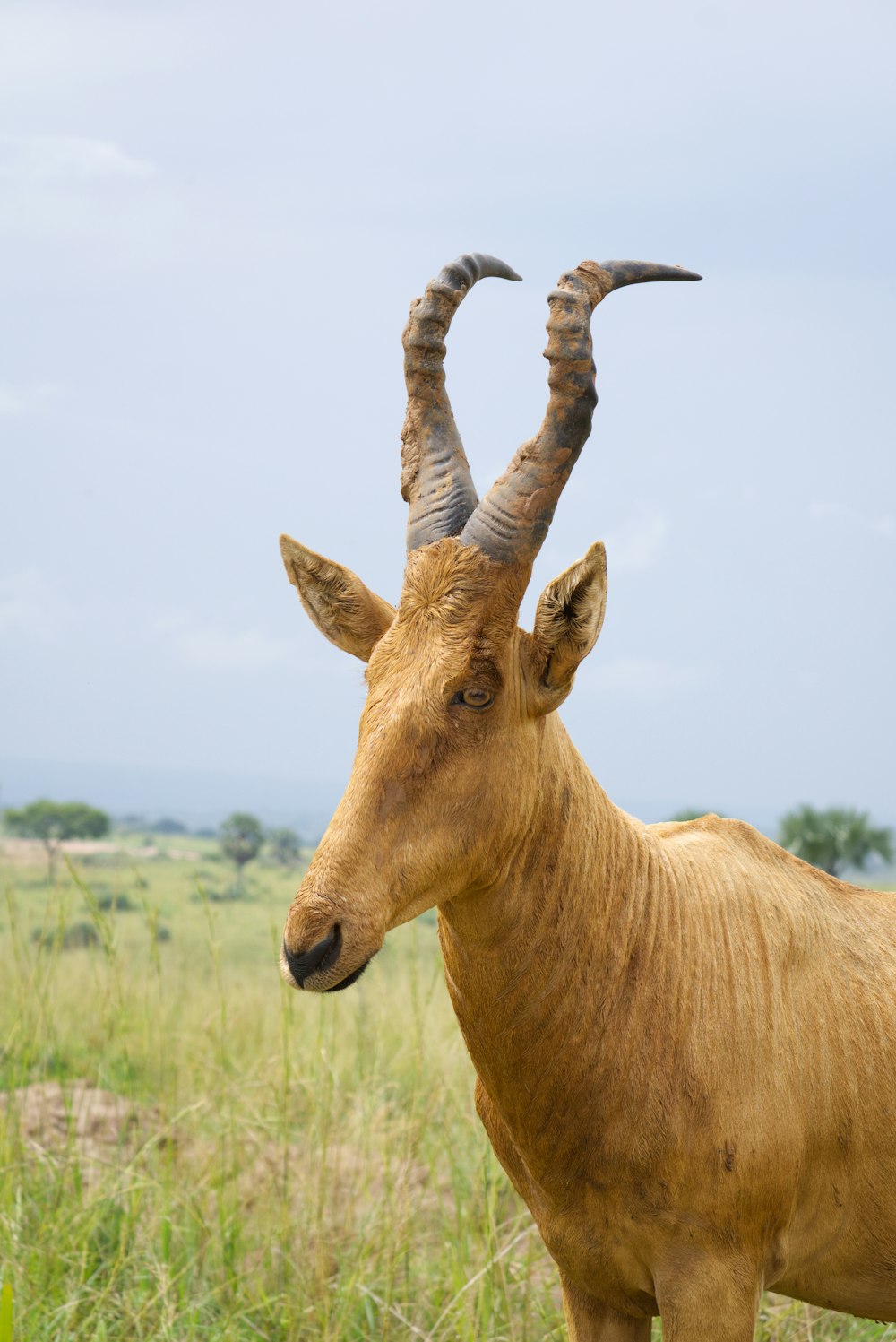 a brown goat with long horns standing in a field
