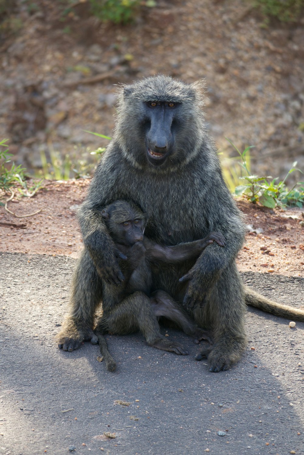 Una madre babuino sosteniendo a su bebé en sus brazos