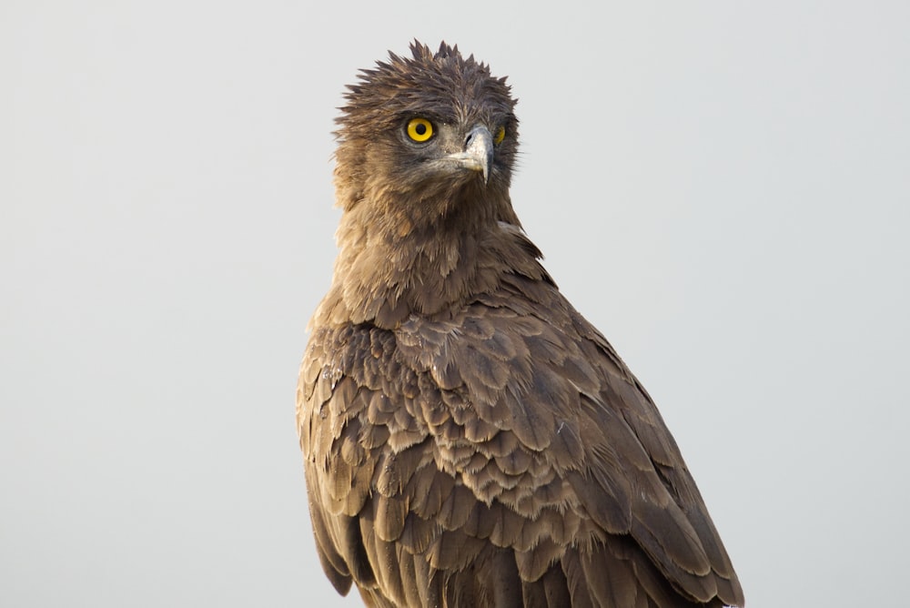 a brown bird with yellow eyes sitting on a rock