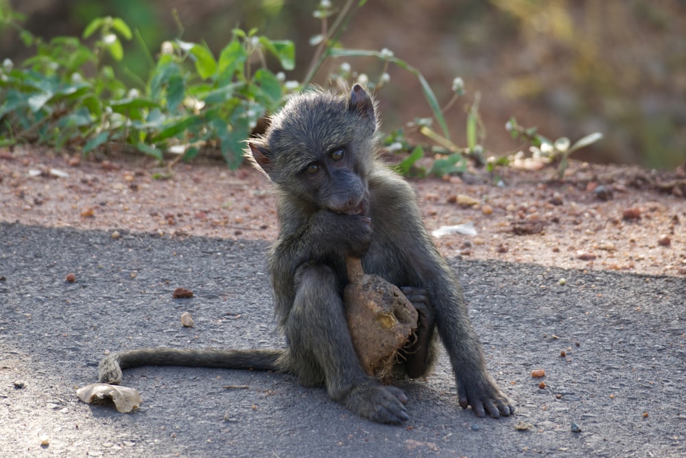 a small monkey sitting on the side of a road