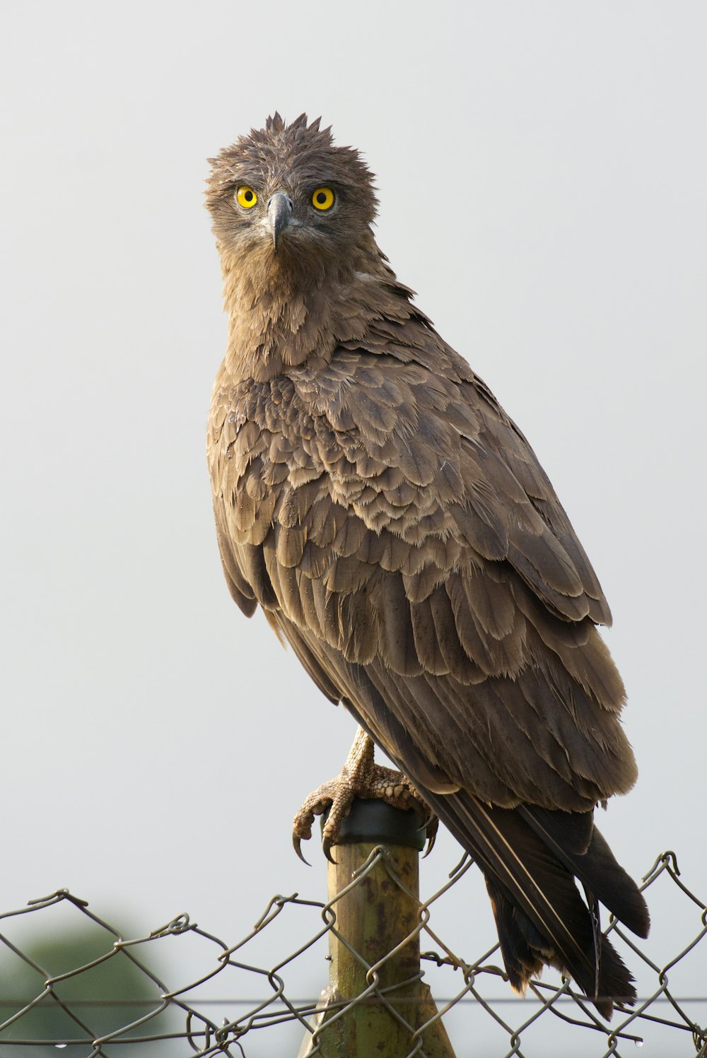 a bird sitting on top of a fence post