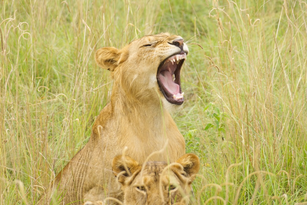 a lion yawns as another lies in the grass