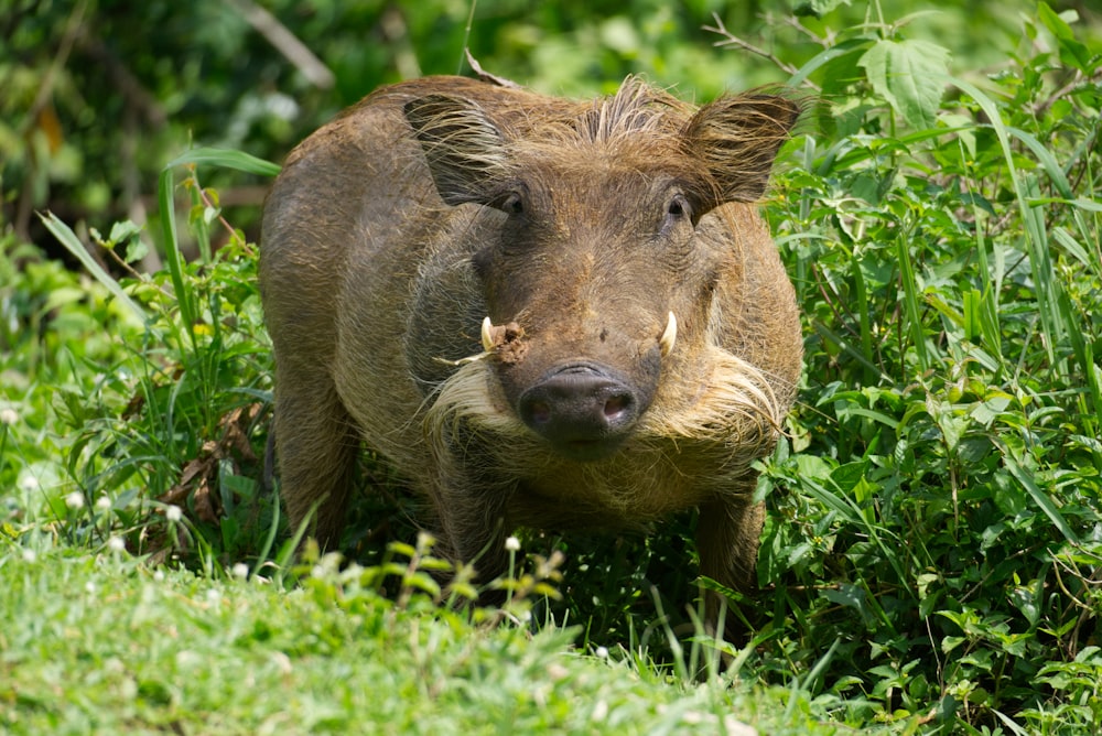 a warthog is walking through the grass