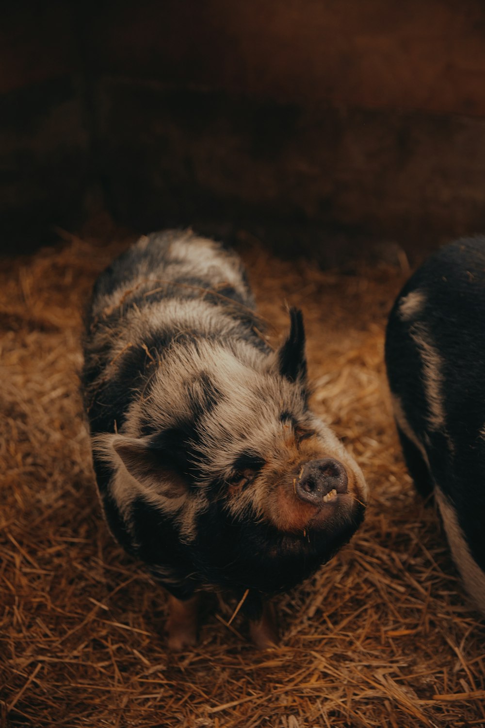 a couple of small pigs standing on top of a pile of hay