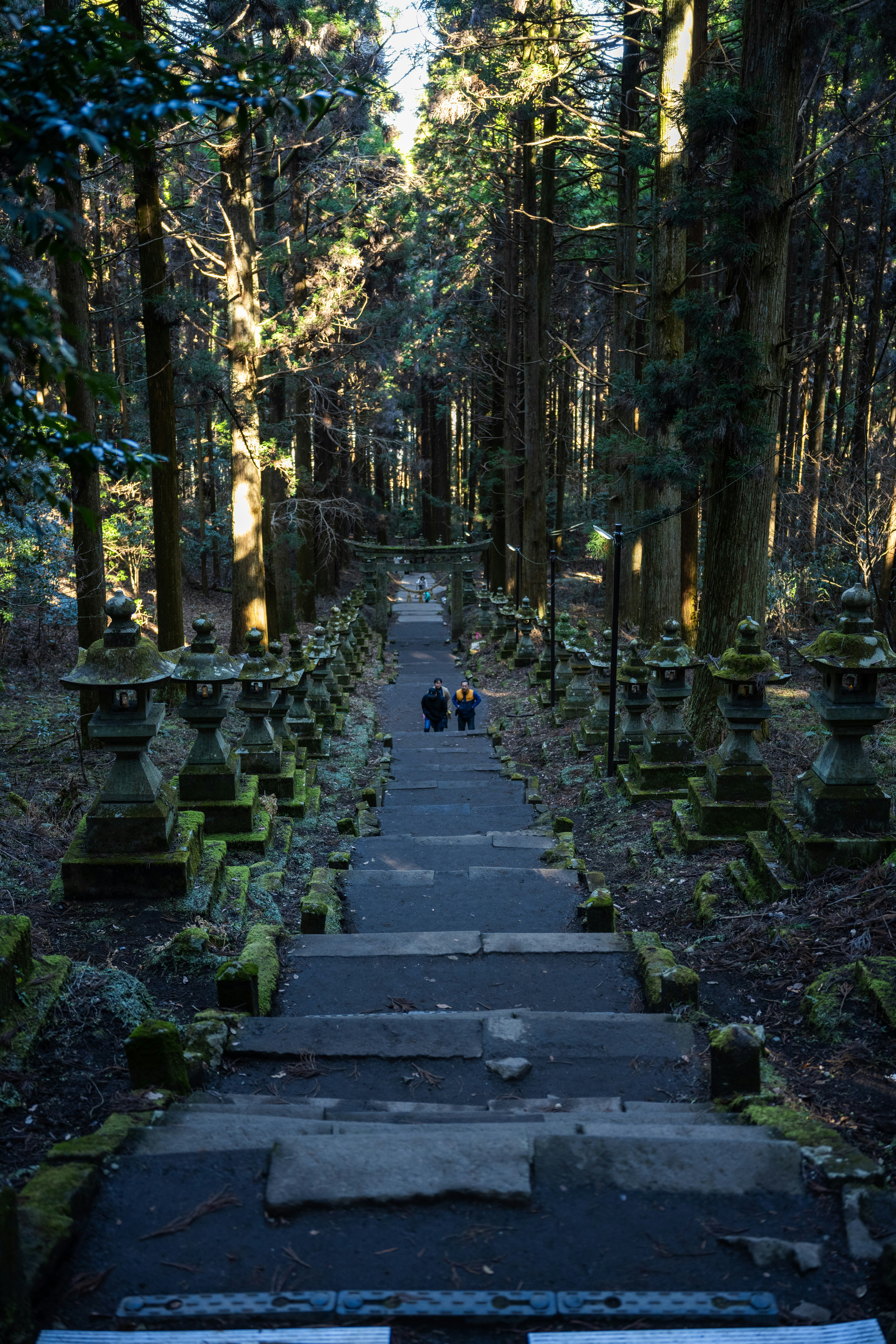 A path in the middle of a forest photo – Free Forest Image on Unsplash
