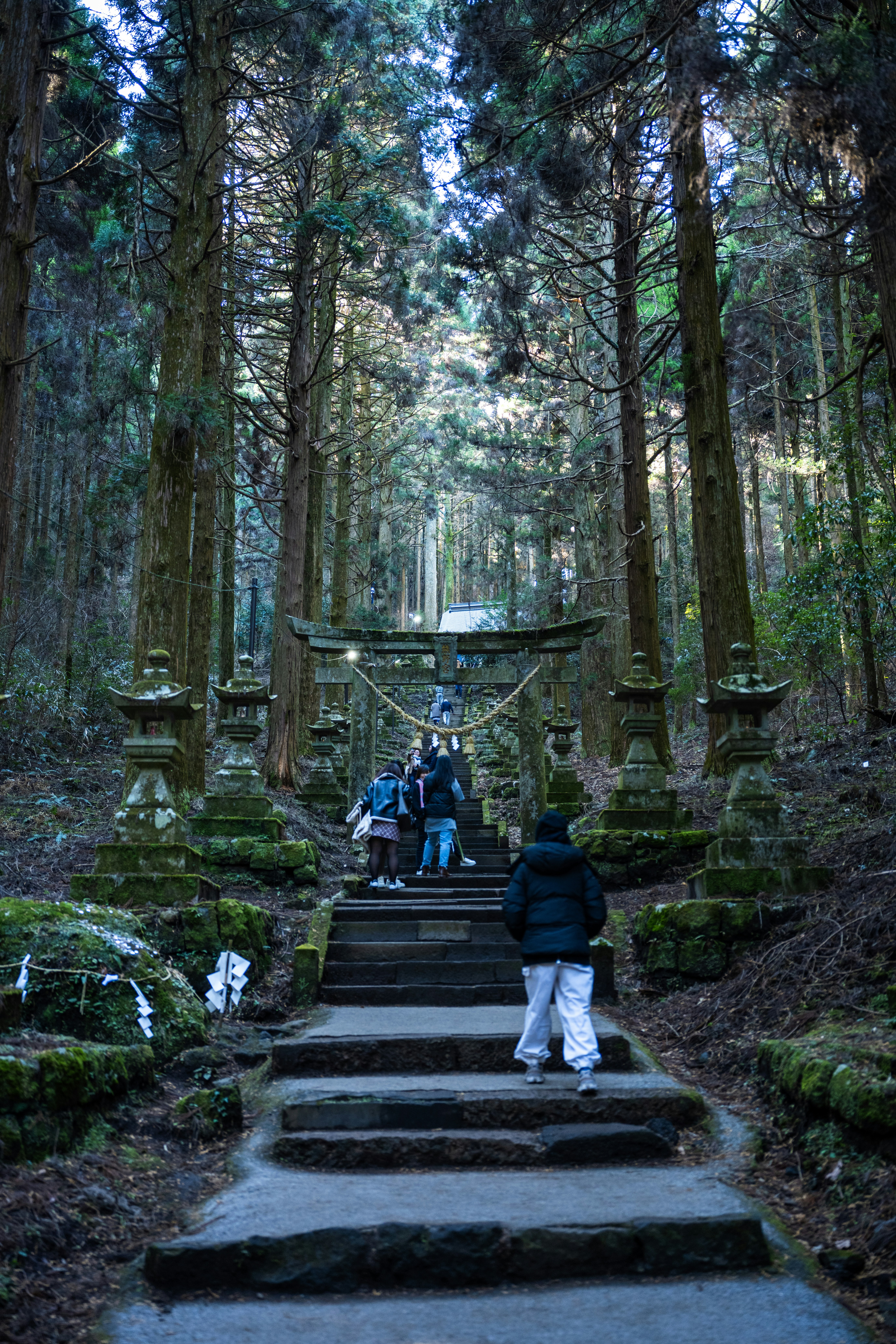 Forest meditation and guided tour