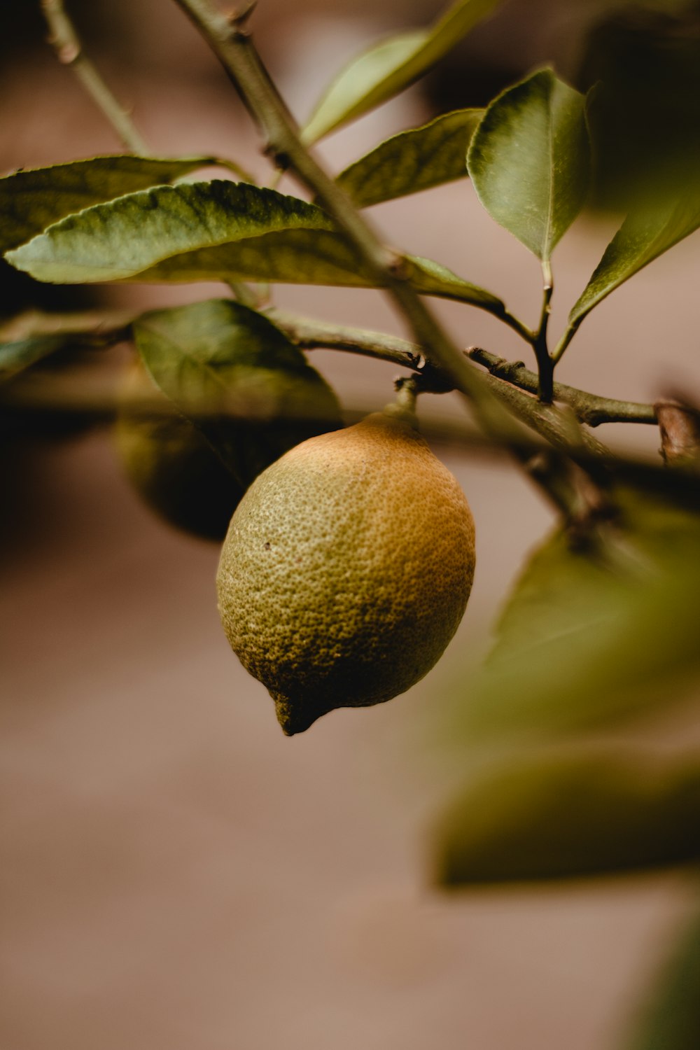 a close up of a lemon on a tree branch