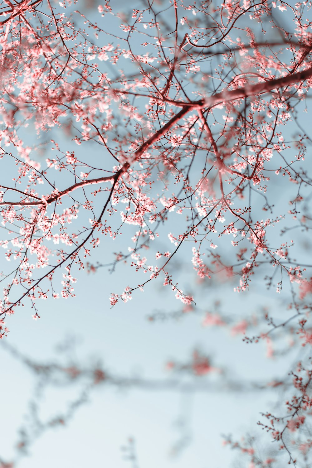 a tree branch with pink flowers against a blue sky