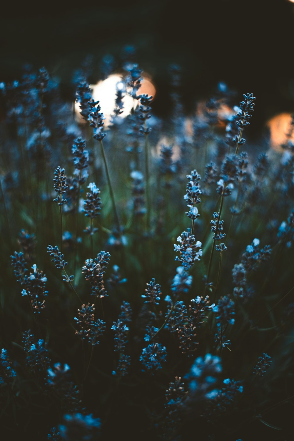 a bunch of flowers that are in the grass