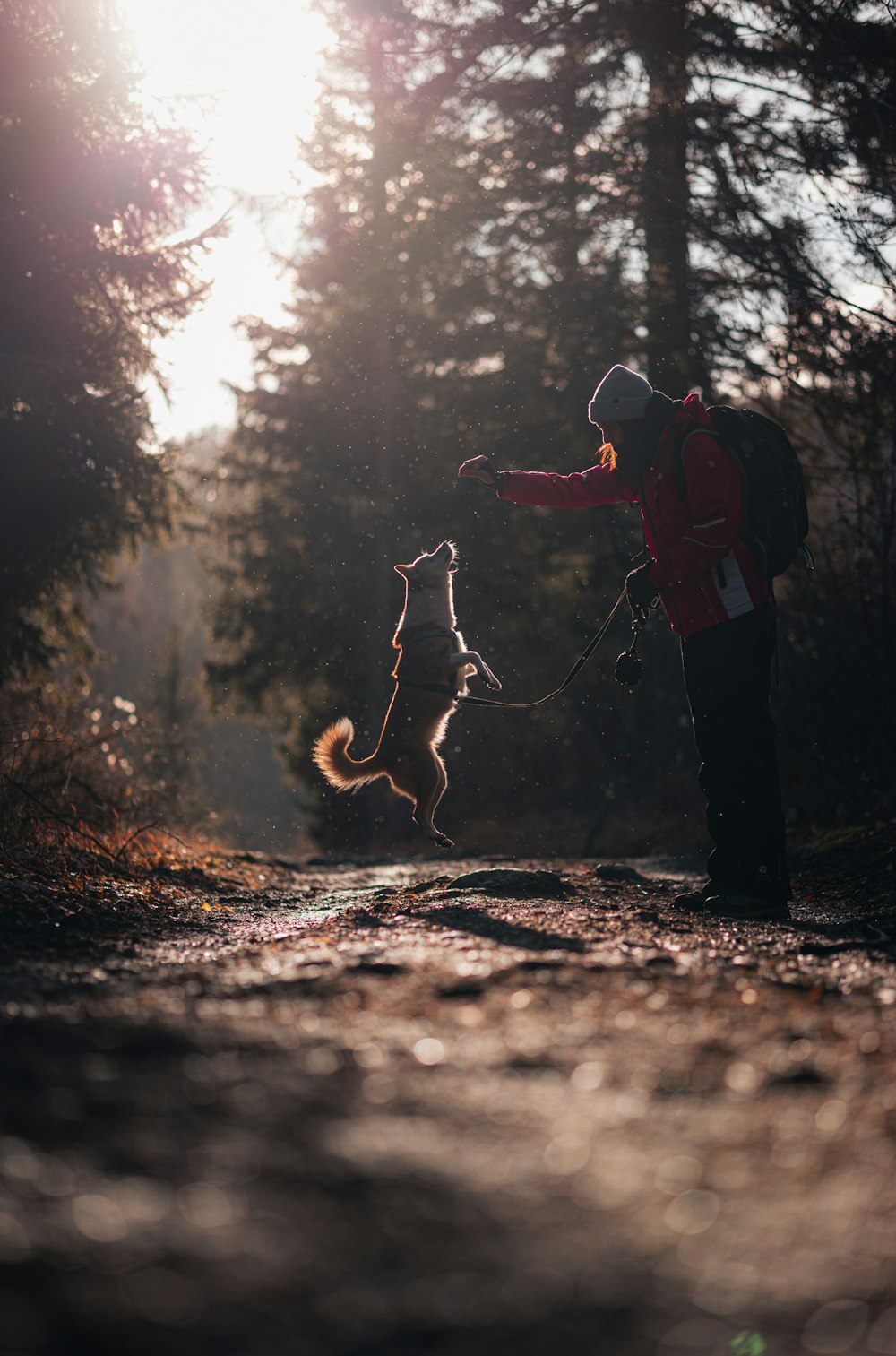 a dog jumping up into the air to catch a frisbee