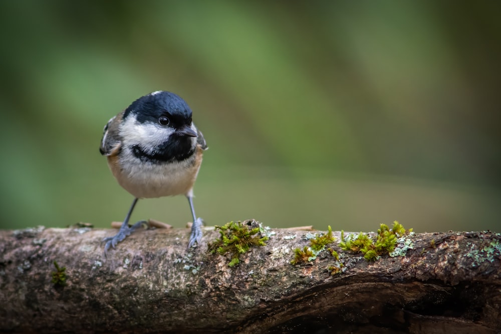 a small bird sitting on top of a tree branch