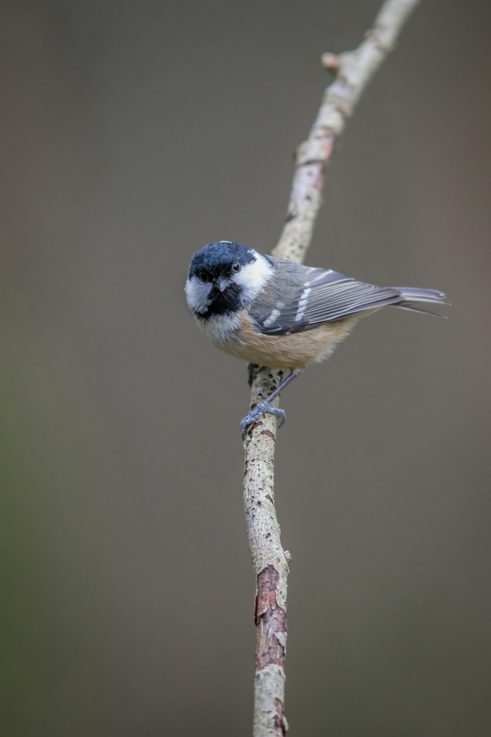 a small bird perched on a thin branch