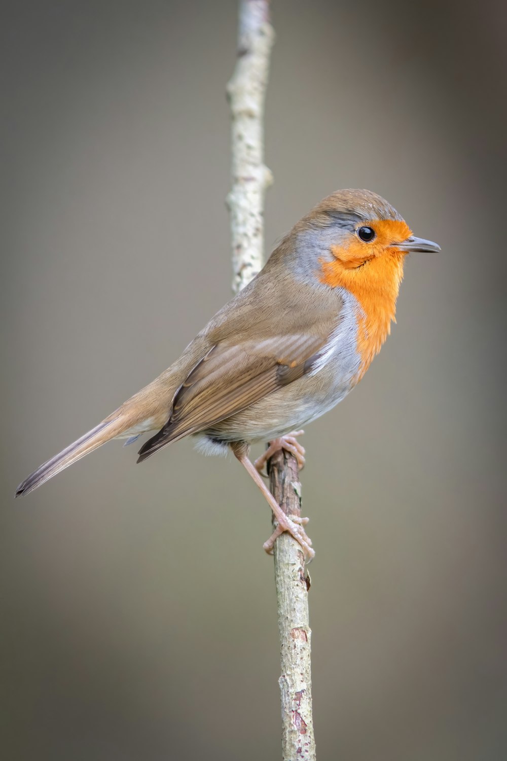 a small bird is perched on a branch