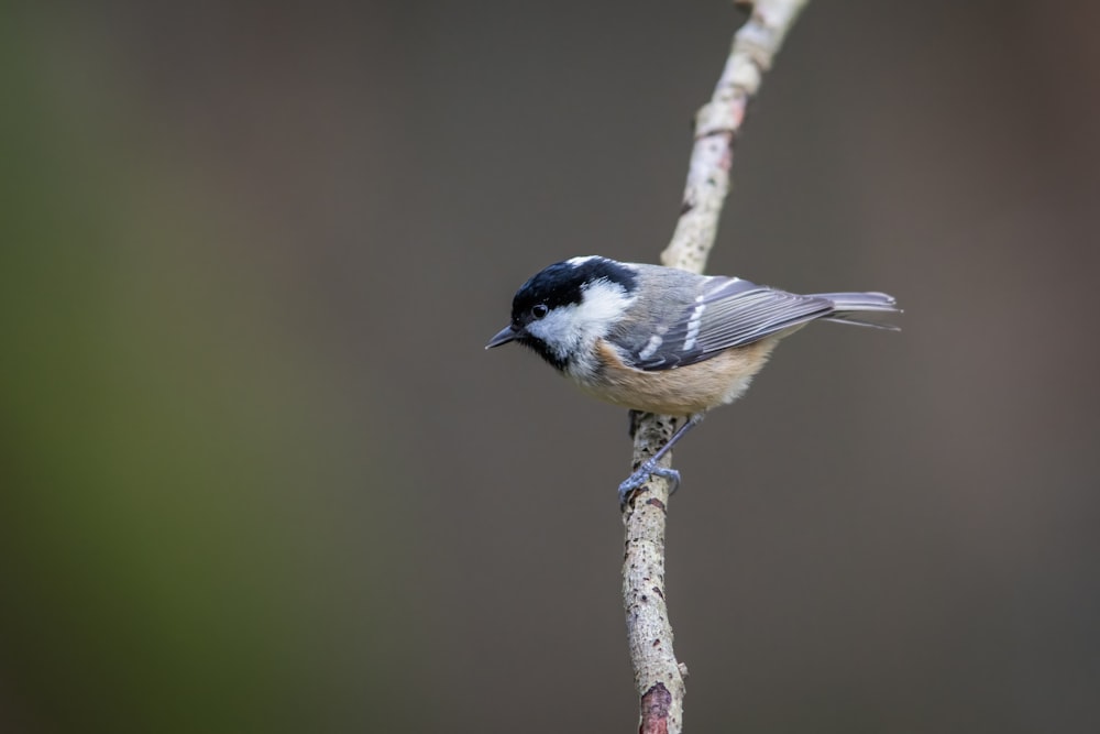 a small bird is perched on a branch