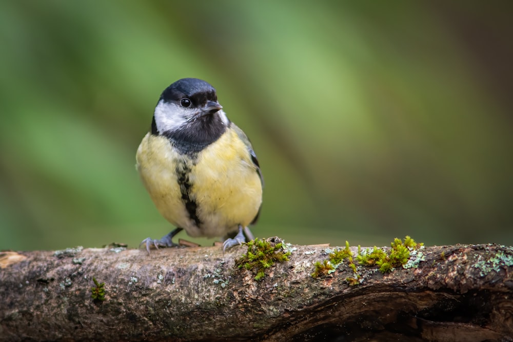 a small bird perched on a tree branch