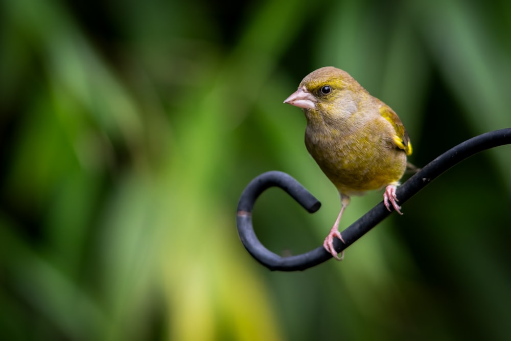 a small yellow bird perched on a metal hook