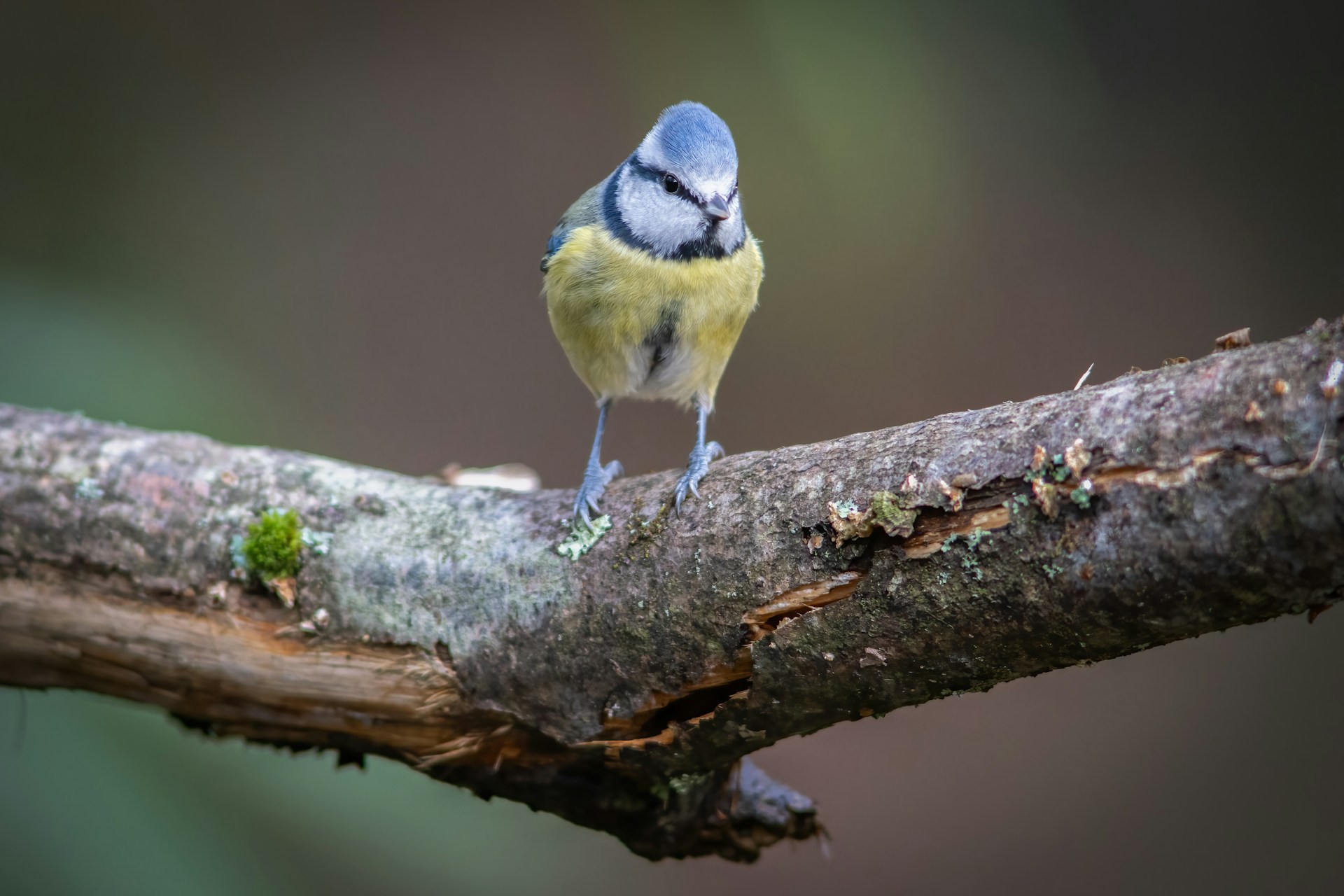 a small blue and yellow bird perched on a branch